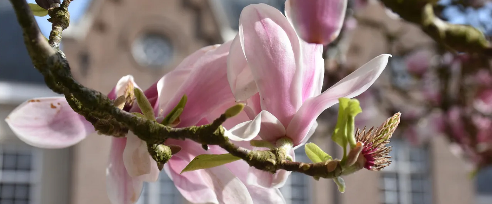 Benut de lente voor deze uitjes