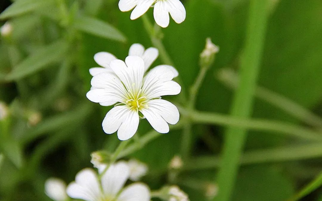 Juni – Deze streekproducten vind je in Brabant tijdens de lente