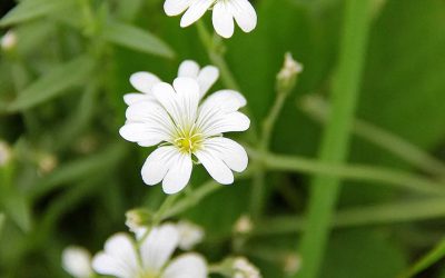 Juni – Deze streekproducten vind je in Brabant tijdens de lente