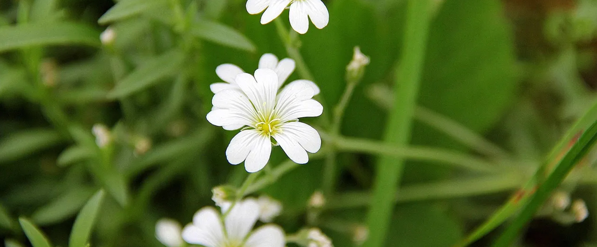 Deze streekproducten vind je in Brabant tijdens de lente