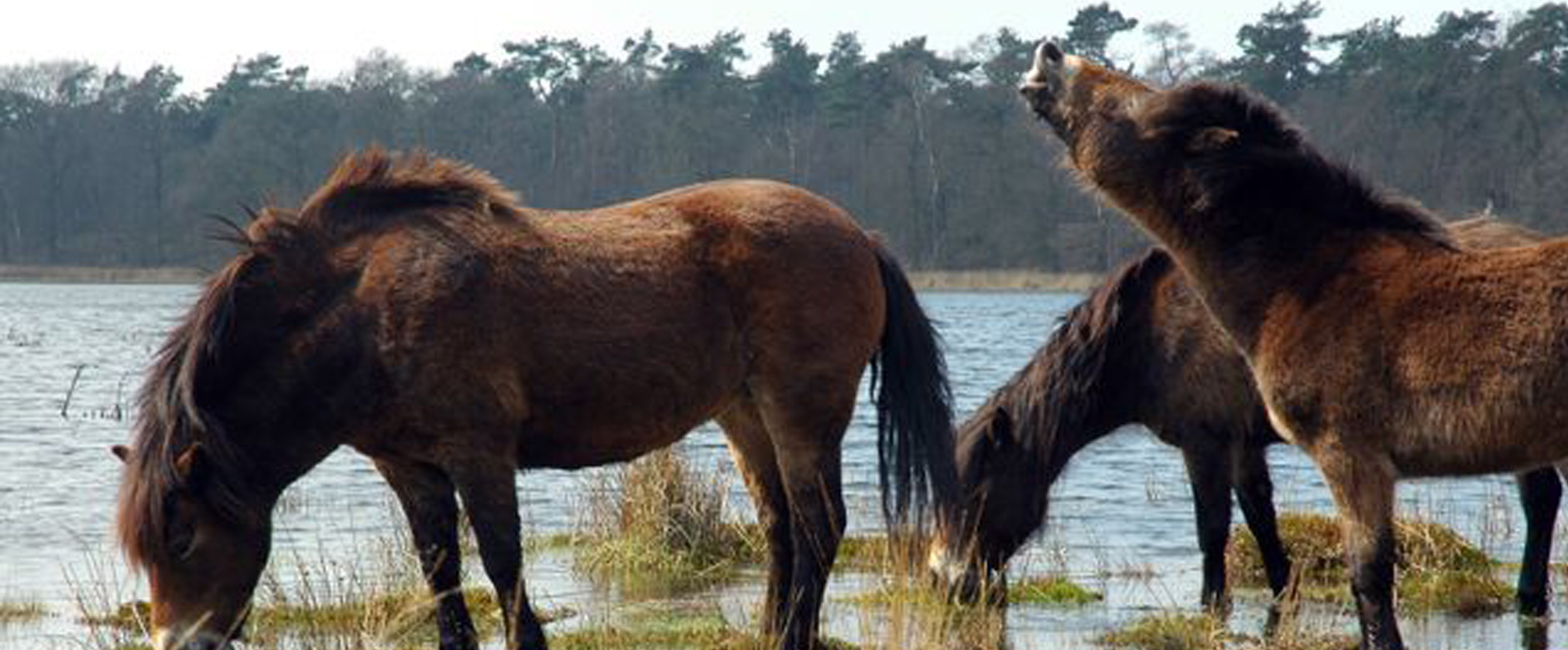 1 Ontdek de Brabantse beestenboel