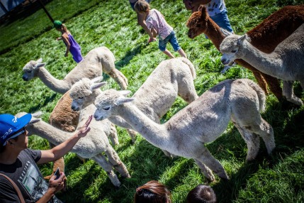 Alpaca Meet & Greet Alpacafarm Vorstenbosch g