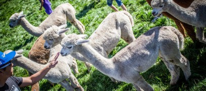 Alpaca Meet & Greet Alpacafarm Vorstenbosch