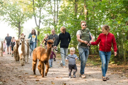 Alpacafarm Vorstenbosch_H