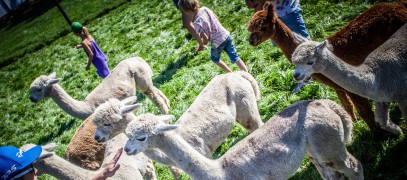 Alpacafarm Vorstenbosch_H