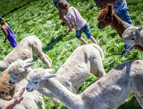 Alpacafarm Vorstenbosch_H