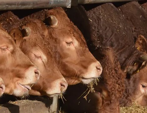 Boerderijwinkel `Bij ons thuis`