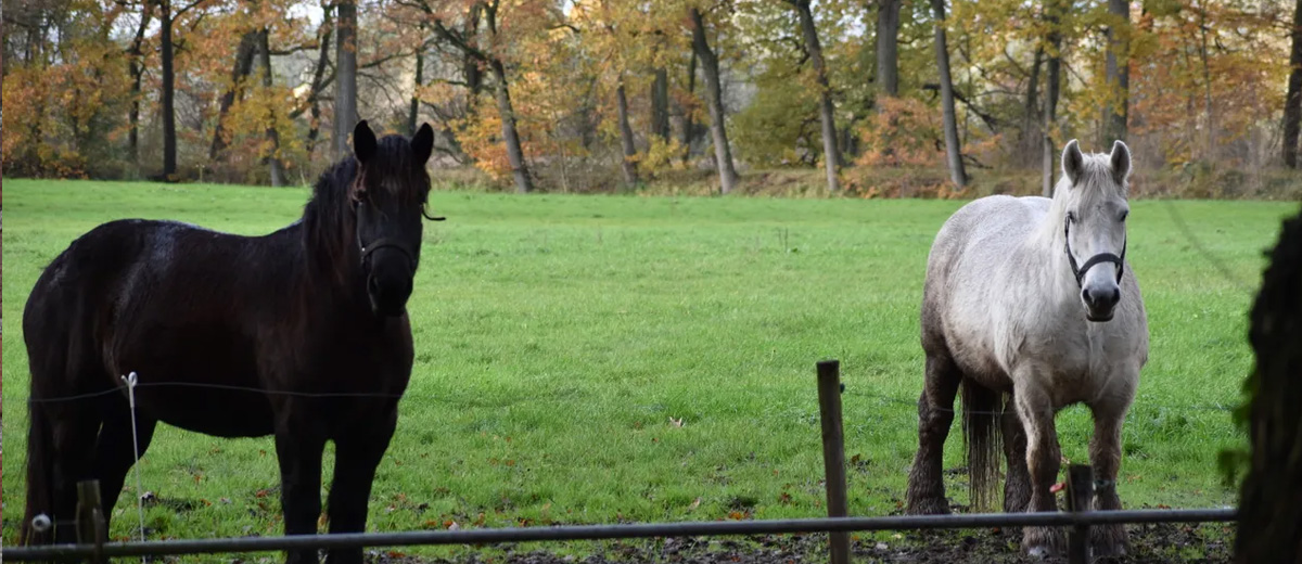 Dynamische wandelroute langs landgoed Seldenstate