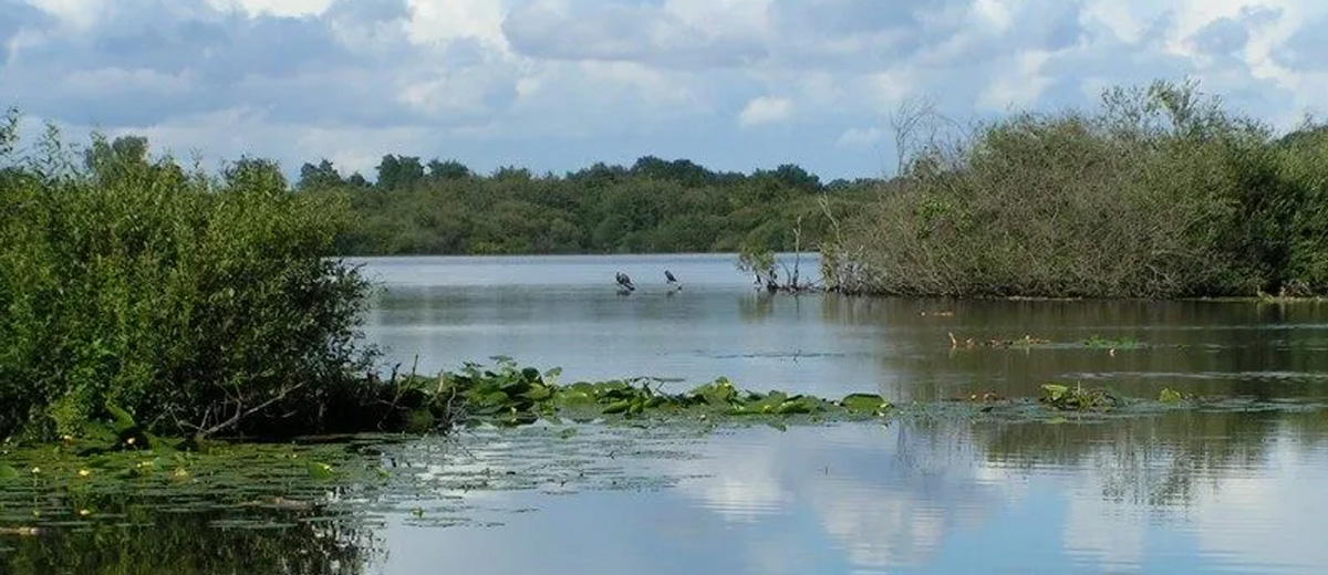 Natuurverbetering Roerdomp, Zwarte stern en Boomkikker