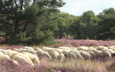 September – Ontdek de Brabantse beestenboel!