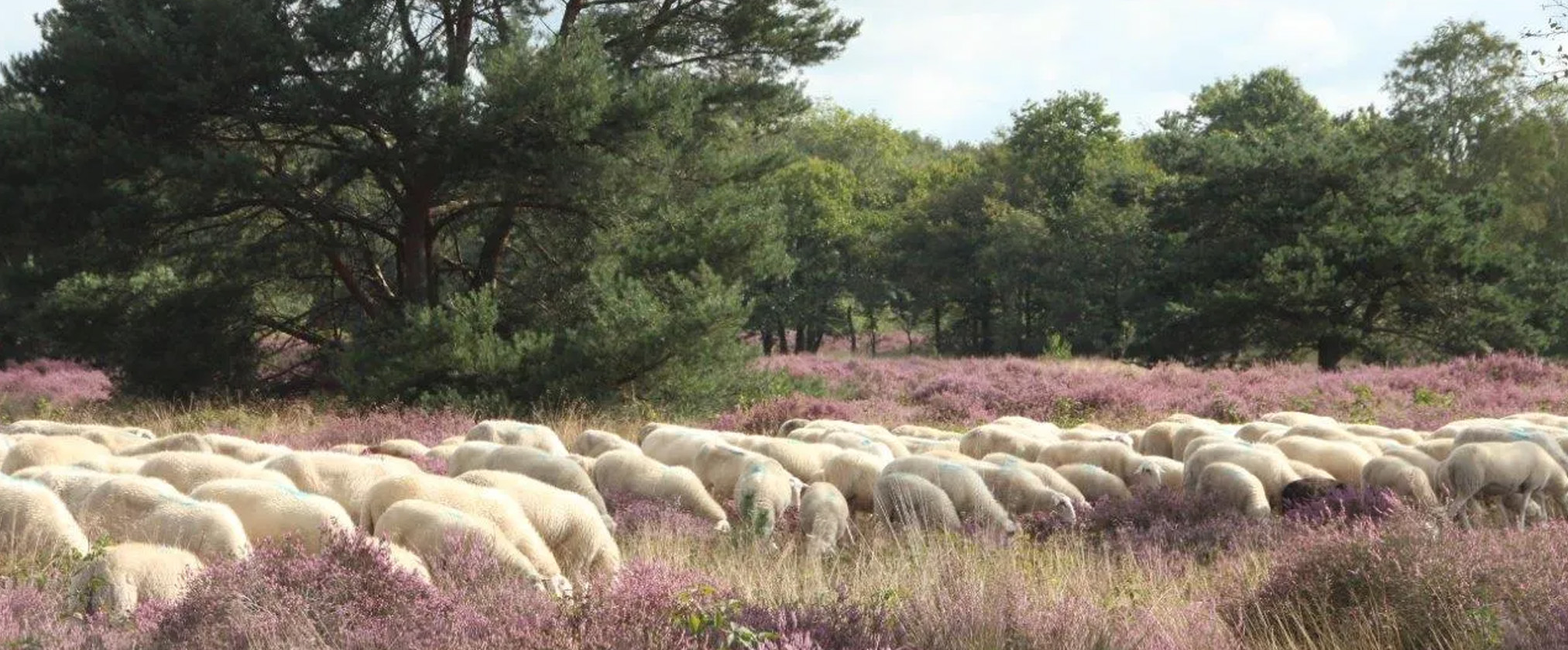 Ontdek de Brabantse beestenboel