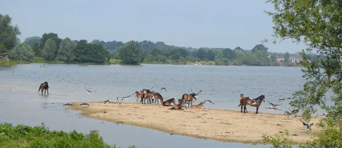 Wandel en Fietstochten Kraaijenbergse Plassen