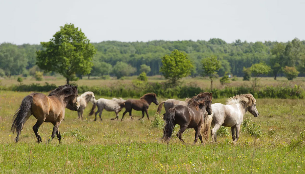 Wilde grazers oerschatten en natuurparels