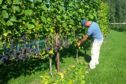 Winery & Herbs