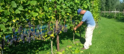 Winery & Herbs