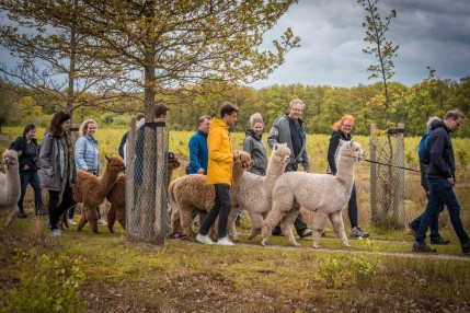 alpacawandeling alpacafarm vorstenbosch g