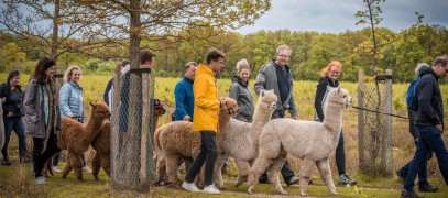 alpacawandeling alpacafarm vorstenbosch