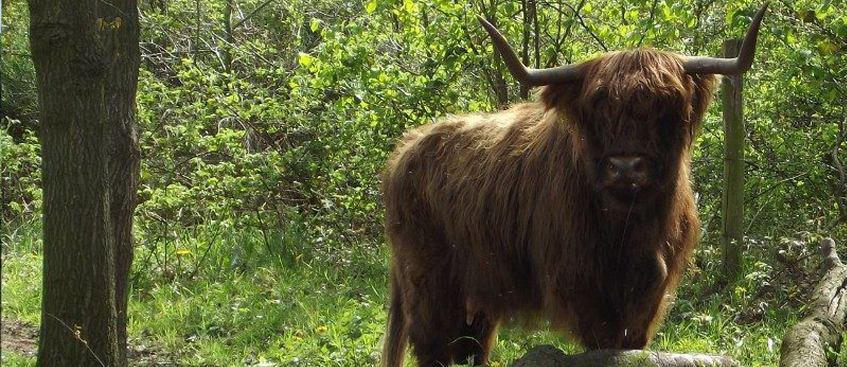 fietstocht natuurgebieden De Kuilen De Kraaijenbergse Plassen