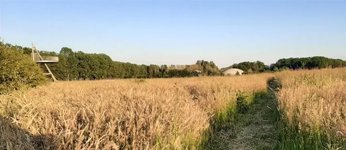 natuurontwikkeling langs de Maas