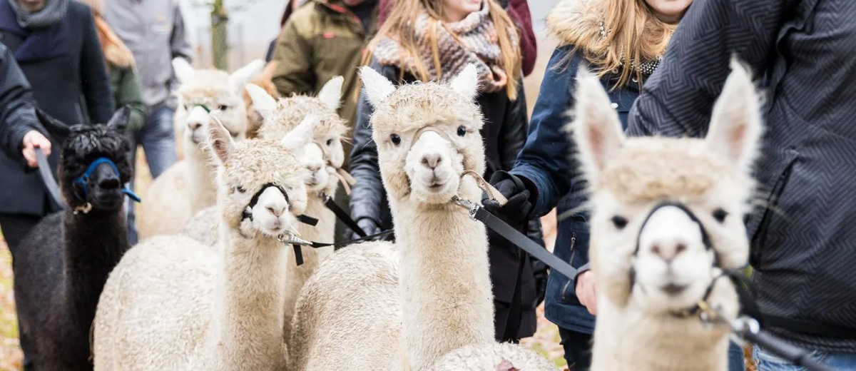 Alpacafarm Vorstenbosch