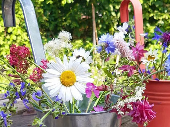 Bloemen Pluktuin Oss bloementuin