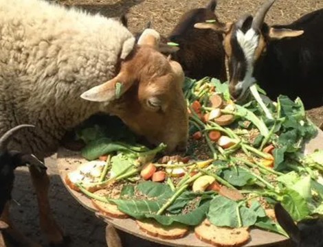 Kinderboerderij Stal Bertus