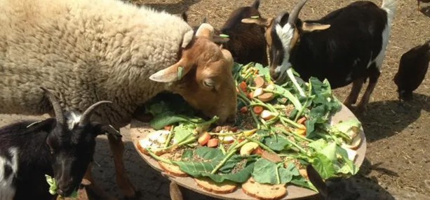 Kinderboerderij Stal Bertus